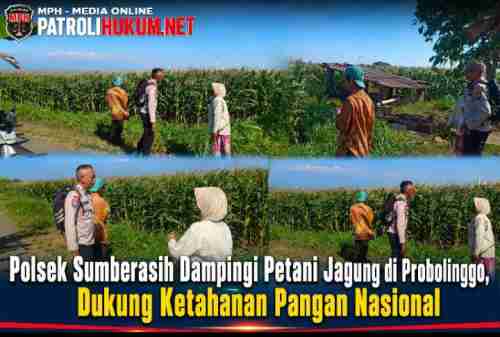 Polsek Sumberasih Dampingi Petani Jagung di Probolinggo, Dukung Ketahanan Pangan Nasional Polsek Sumberasih Dampingi Petani Jagung di Probolinggo, Dukung Ketahanan Pangan Nasional