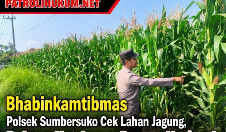 Bhabinkamtibmas Polsek Sumbersuko Cek Lahan Jagung, Dukung Ketahanan Pangan Nasional