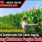 Bhabinkamtibmas Polsek Sumbersuko Cek Lahan Jagung, Dukung Ketahanan Pangan Nasional