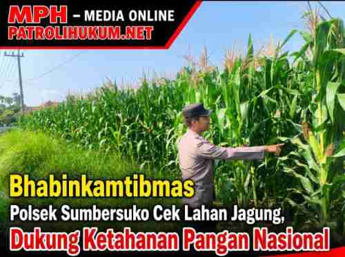 Bhabinkamtibmas Polsek Sumbersuko Cek Lahan Jagung, Dukung Ketahanan Pangan Nasional