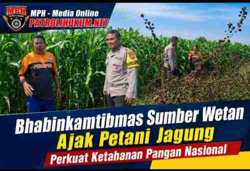 Bhabinkamtibmas Sumber Wetan Ajak Petani Jagung Perkuat Ketahanan Pangan Nasional