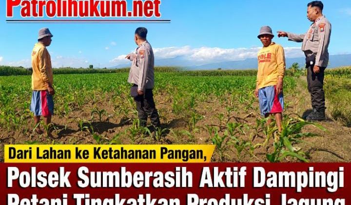 Dari Lahan ke Ketahanan Pangan, Polsek Sumberasih Aktif Dampingi Petani Tingkatkan Produksi Jagung