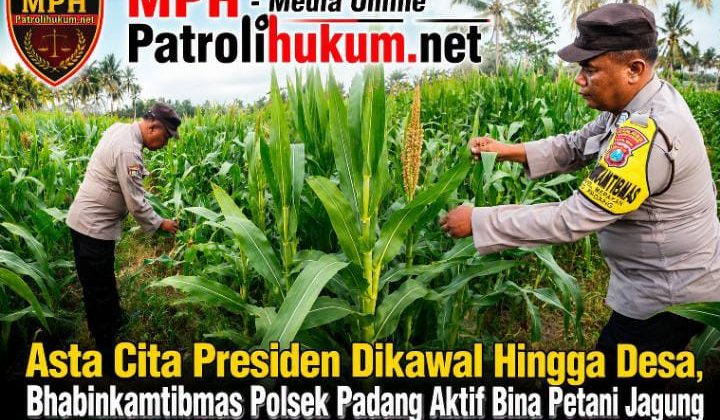 Asta Cita Presiden Dikawal Hingga Desa, Bhabinkamtibmas Polsek Padang Aktif Bina Petani Jagung