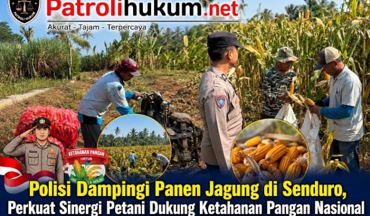 Polisi Dampingi Panen Jagung di Senduro, Perkuat Sinergi Petani Dukung Ketahanan Pangan Nasional