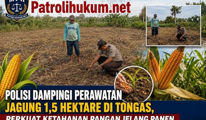 Polisi Dampingi Perawatan Jagung 1,5 Hektare di Tongas, Perkuat Ketahanan Pangan Jelang Panen