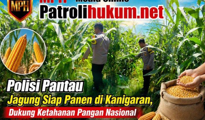 Polisi Pantau Jagung Siap Panen di Kanigaran, Dukung Ketahanan Pangan Nasional