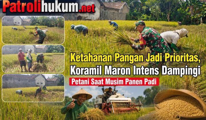 Ketahanan Pangan Jadi Prioritas, Koramil Maron Intens Dampingi Petani Saat Musim Panen Padi