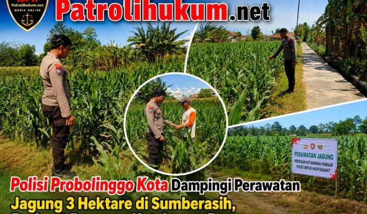 Polisi Dampingi Perawatan Jagung 3 Hektare di Sumberasih, Perkuat Program Ketahanan Pangan