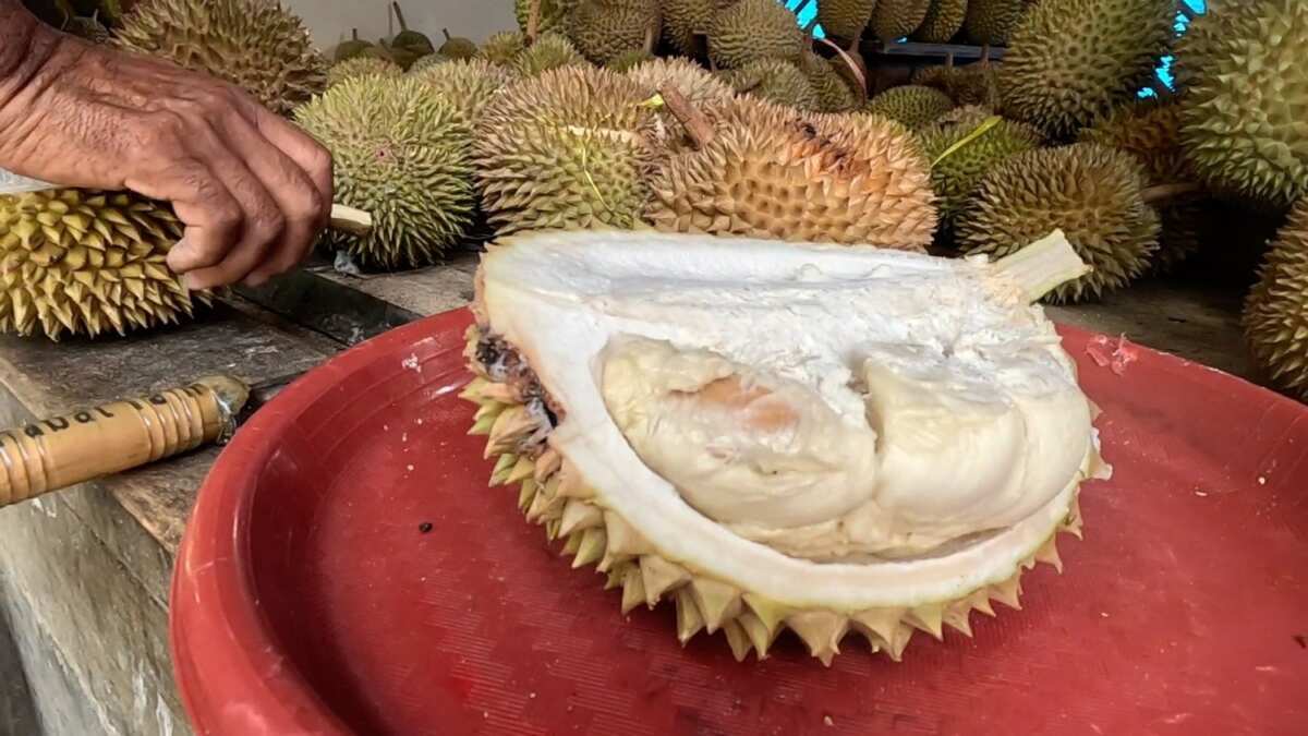 Menggali Potensi Durian Cengal di Leuwiliang, Bogor