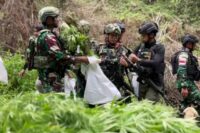 Penemuan Ganja di Pegunungan Bintang: Tindakan TNI dalam Perangi Narkoba