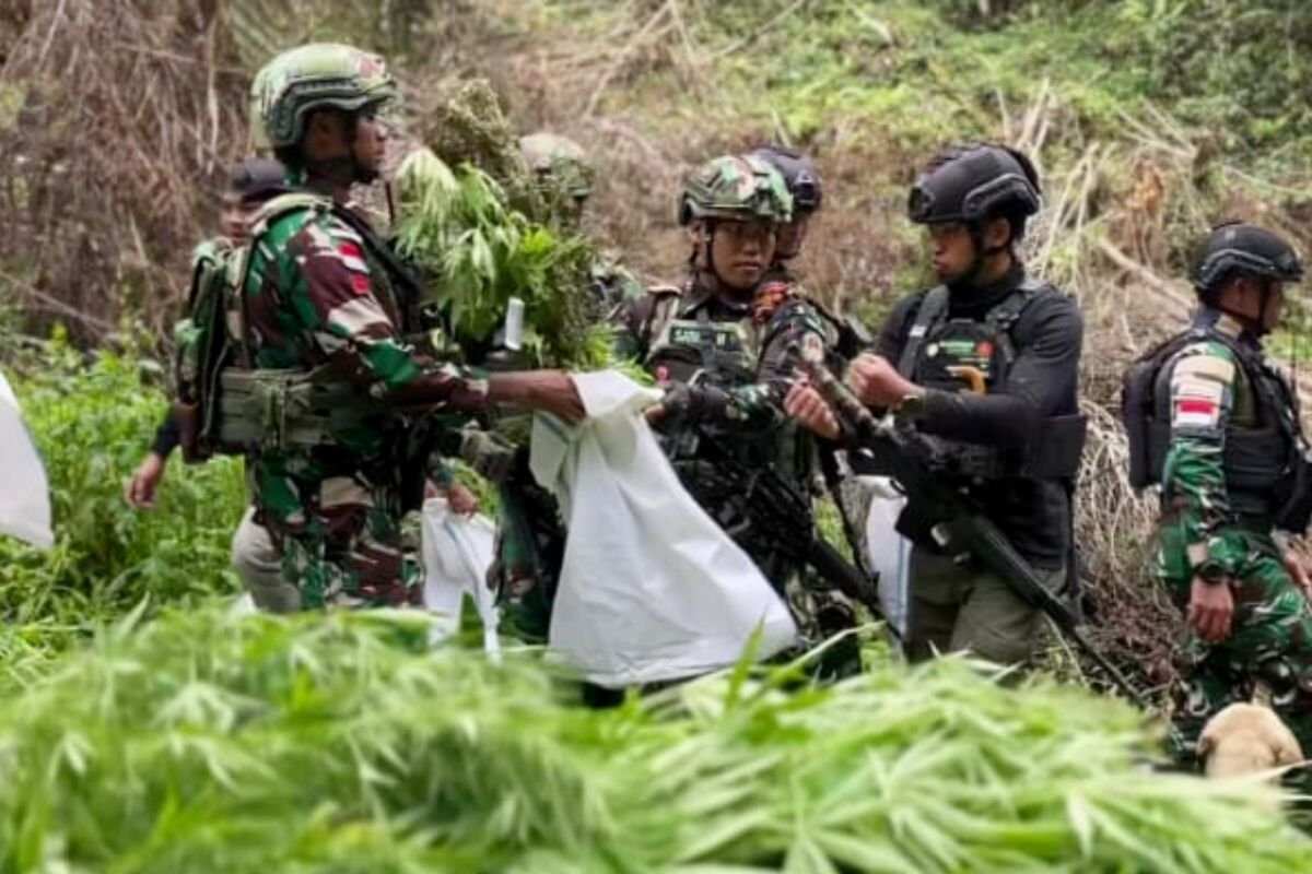 Penemuan Ganja di Pegunungan Bintang: Tindakan TNI dalam Perangi Narkoba Penemuan Ganja di Pegunungan Bintang: Tindakan TNI dalam Perangi Narkoba