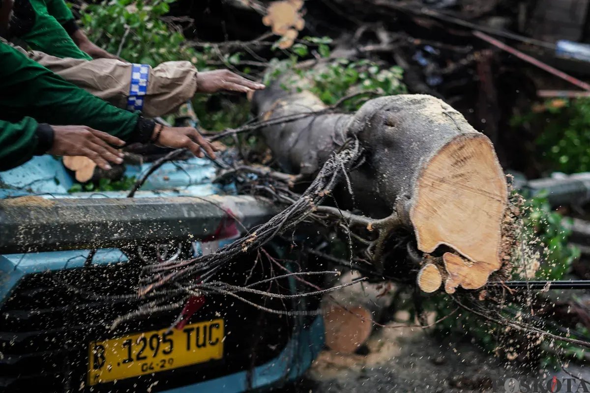 Tragedi Pohon Tumbang di Jalan Raya: Satu Tewas dan Satu Terluka Tragedi Pohon Tumbang di Jalan Raya: Satu Tewas dan Satu Terluka