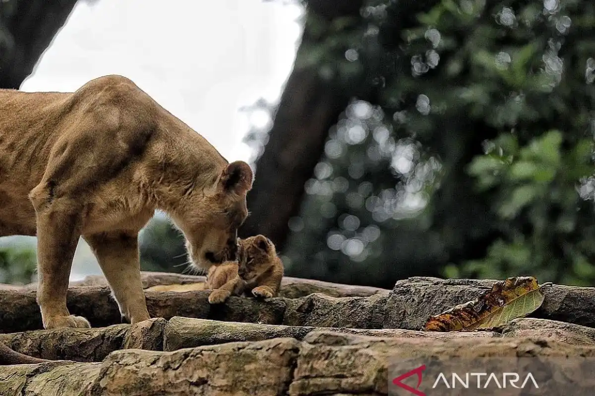 Transisi Pengelolaan Bandung Zoo Dipastikan Berjalan, Nasib Eks Pekerja Jadi Prioritas