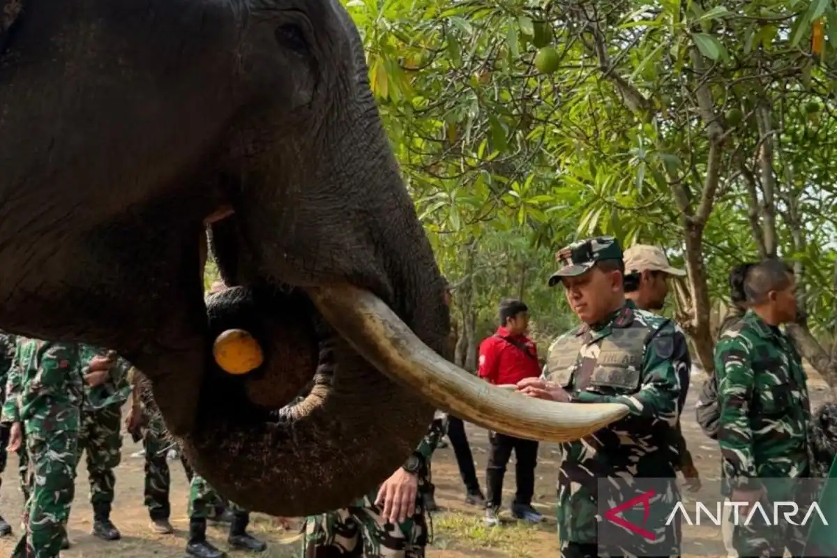 Danrem 044/GAPO Pastikan Kondisi Gajah Binaan di Padang Sugihan