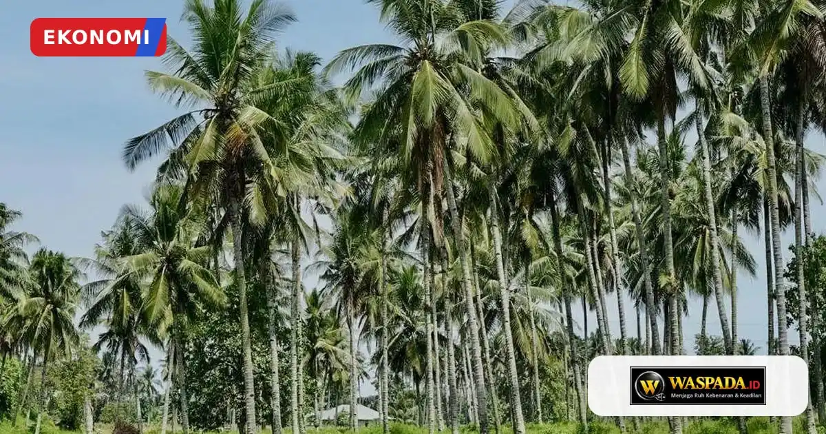 Pemerintah Rancang Peremajaan 9.000 Hektare Kebun Kelapa pada 2027