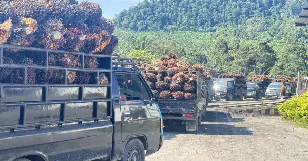 Pada kategori pekebun mitra swadaya, harga juga mengalami penurunan berdasarkan komposisi varietas Tenera dan Dura