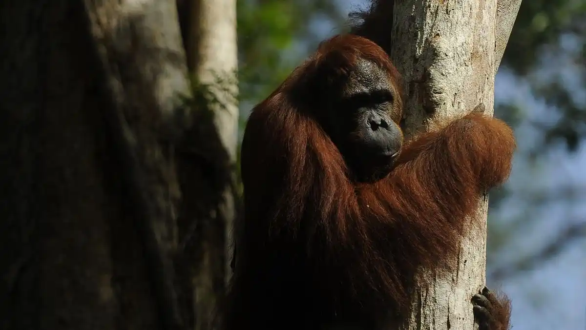 Karhutla di Kotawaringin Barat Mengancam Habitat Orangutan Tanjung Puting