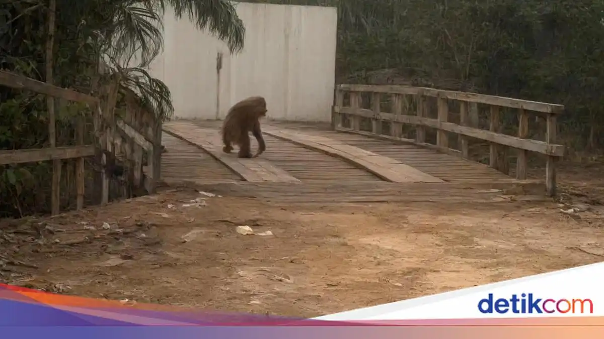 Orang Utan Keluar ke Jalan di Kotawaringin Setelah Habitatnya Terbakar