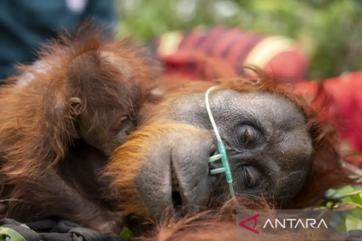 Karhutla Mengancam Habitat dan Keselamatan Satwa Liar di Indonesia