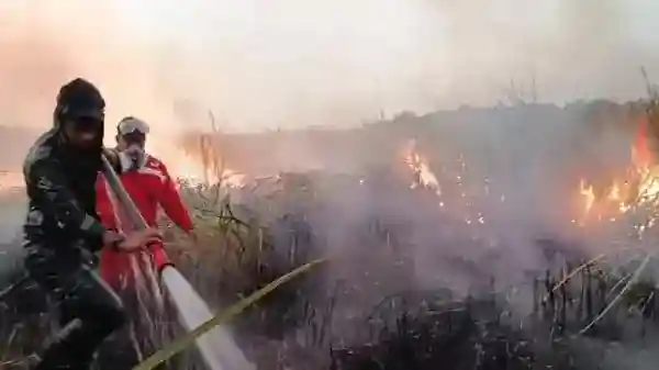 Karhutla Way Kambas Belum Padam, Api Menjangkau Zona Rehabilitasi dan Inti